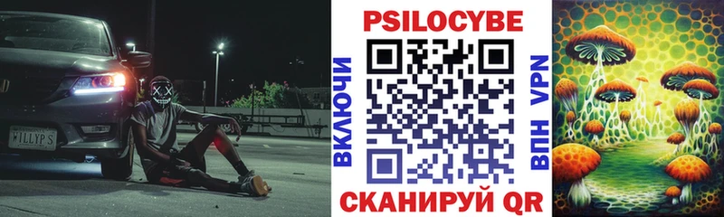 купить   Судак  Галлюциногенные грибы Psilocybine cubensis 